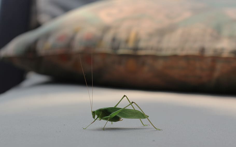 grasshopper, green, nature, close, insect, animal, invertebrate HD wallpaper