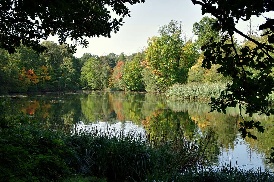 pond, forest, park, kopice, opole, water, reflection, tree HD wallpaper