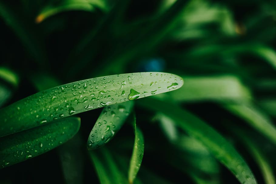 closeup photo of green linear leaf plant, green plants, rain HD wallpaper