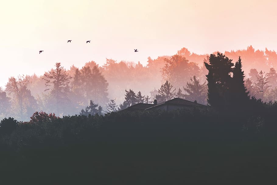 silhouette photograph of forest, silhouette of house near trees HD wallpaper
