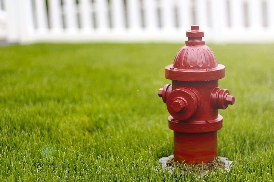 selective focus photography of fire hydrant, dog, red, pee HD wallpaper