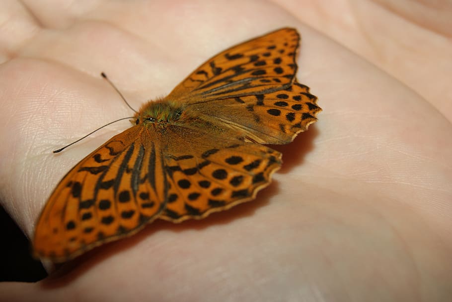 butterfly, palm, insect, invertebrate, animal wildlife, one animal HD wallpaper