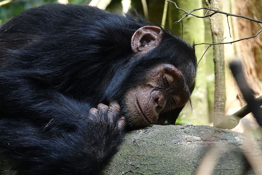 mammal, primate, ape, monkey, animal, chimpanzee, sleep, animal themes HD wallpaper