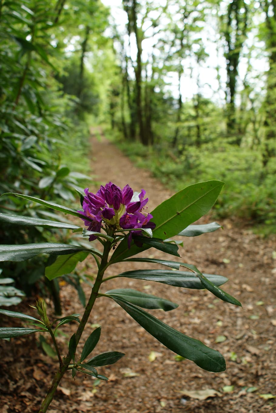 rhododendron, path, hike, nature, blossom, forest, tree, plant HD wallpaper