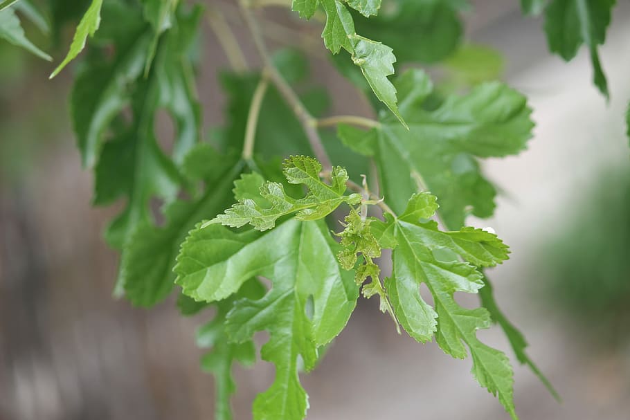 Leaf, Leaves, Spring, Green, Nature, environment, summer, green leaves HD wallpaper