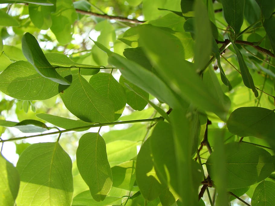 green, leaves, nature, leaf, green leaf, spring, freshness HD wallpaper