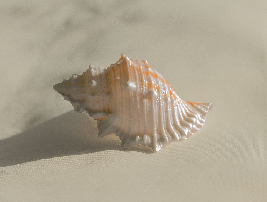 HD wallpaper: Conch, Shell, Sea, molluscum, no people, studio shot,  close-up | Wallpaper Flare