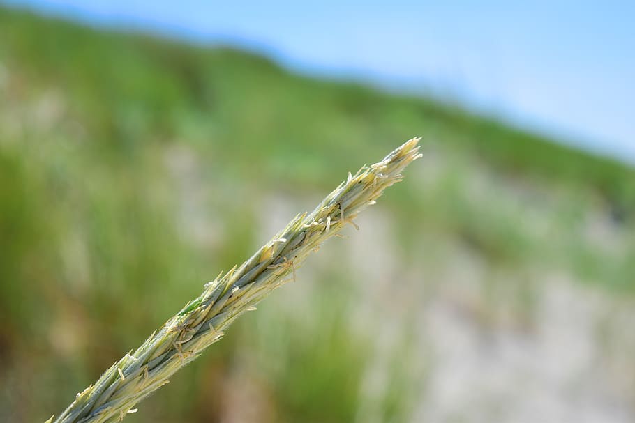 sedge, ear, reed, grasses, wind, nature, plant, natural, summer