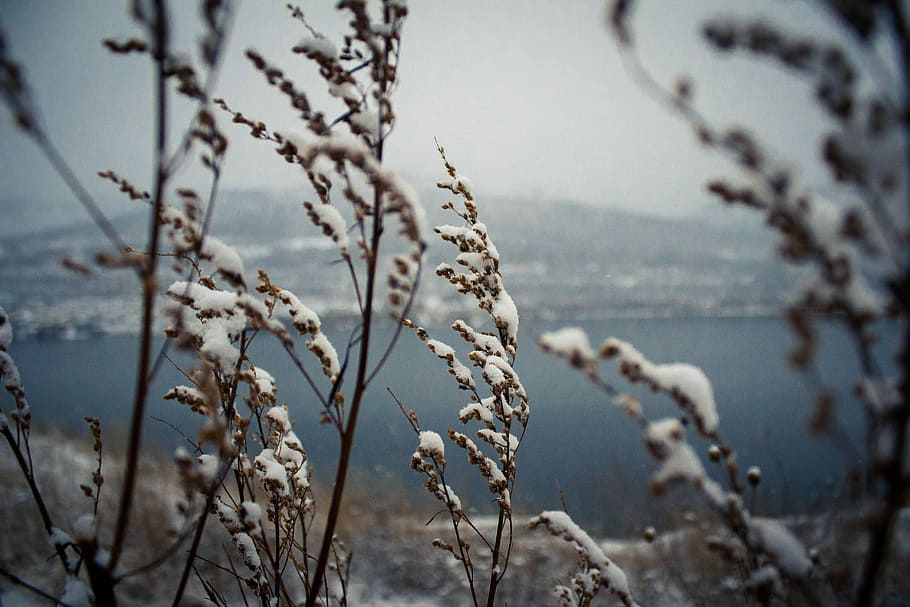 Plants, Wind, Snow, River, Evening, nature, no people, focus on foreground HD wallpaper