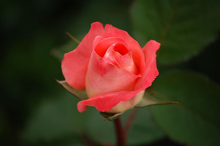 focus photography of red rose, tea rose, regatta, hybrid, bloom HD wallpaper