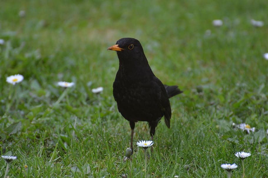 blackbird, fly, nature, animal, wing, feather, animal themes HD wallpaper
