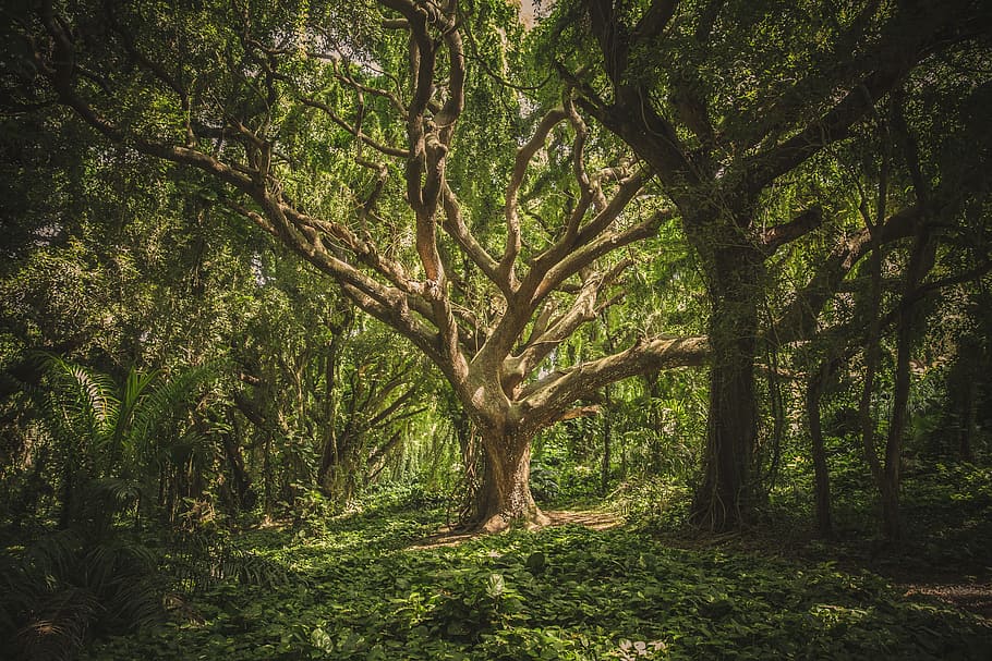 brown and green tree, tangle, wild, forest, nature, environment HD wallpaper