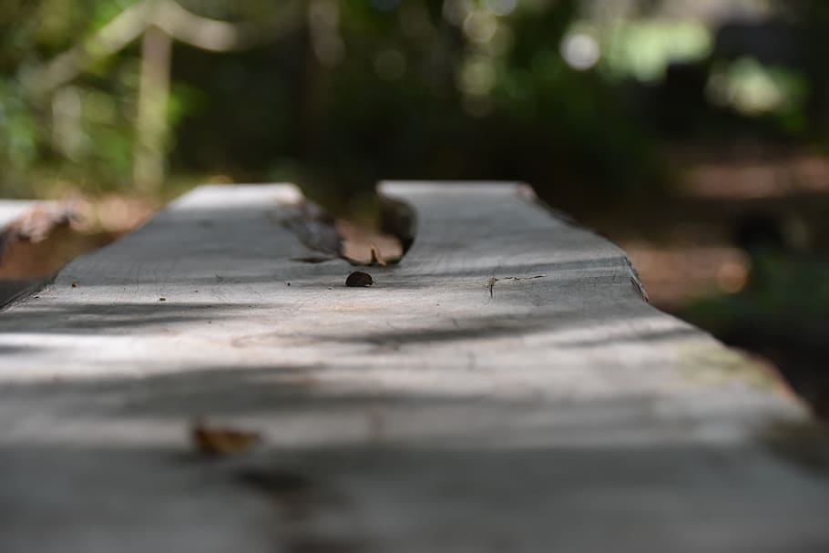table, wood, forest, selective focus, day, animal themes, wood - material HD wallpaper