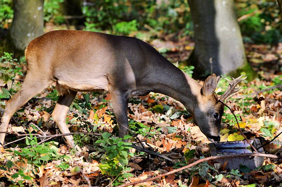 hirsch, roe deer, doe, forest, wild animal, damm wild, ungulate HD wallpaper