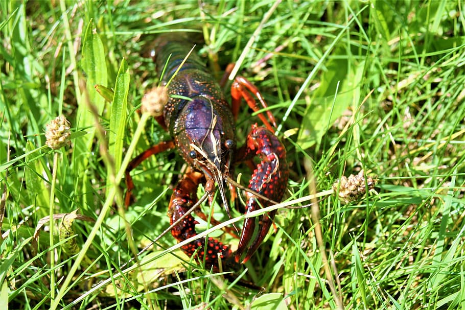 crayfish, crawfish, lobster, crab, shellfish, red, animal themes HD wallpaper