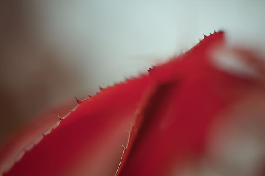 red, leaf, plant, maple, summer, texture, beauty in nature HD wallpaper