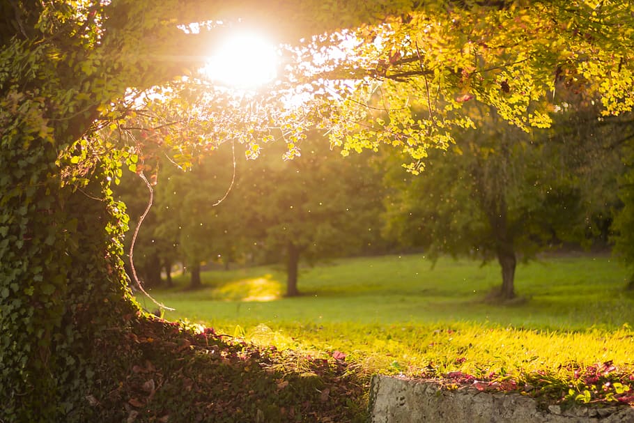 green trees at golden hour, landscape photography of trees, park HD wallpaper