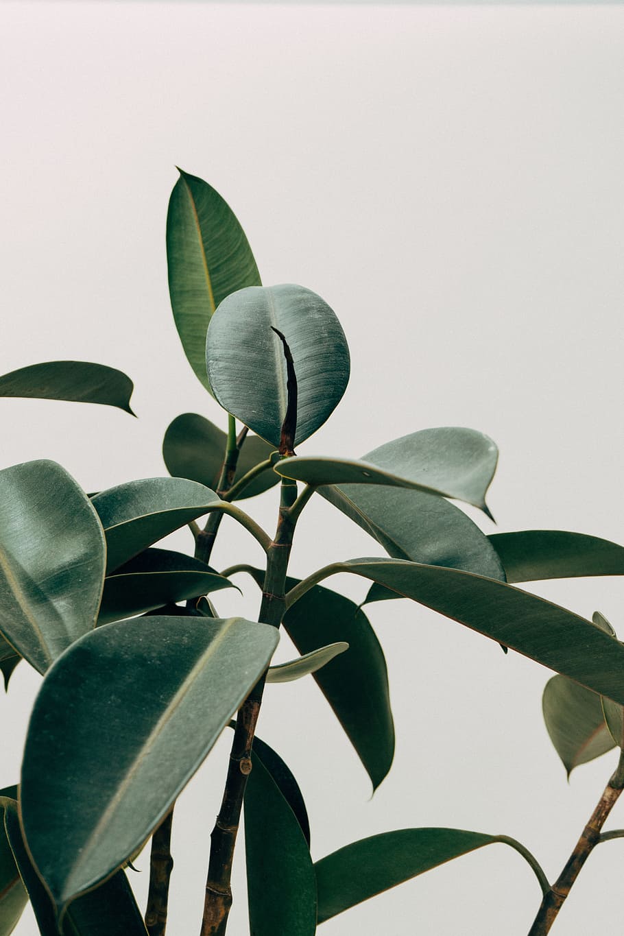 green, leaf, plant, plant part, growth, nature, no people, green color HD wallpaper