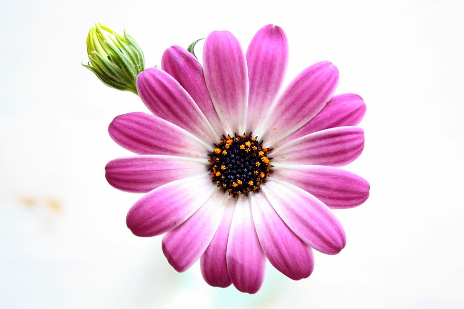 Flower, Pink, Nature, Purple, Blossom, bloom, plant, spring, HD wallpaper