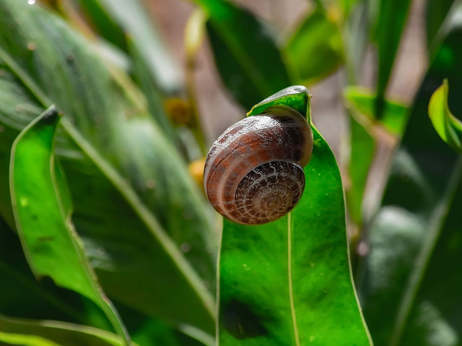 nature, flora, leaf, snail, closeup, mollusk, invertebrate HD wallpaper