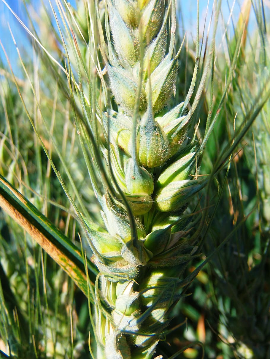 Wheat, Grain, Field, agriculture, green color, growth, vegetable HD wallpaper