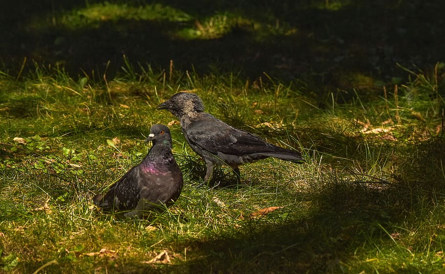 birds, jackdaw, dove, vertebrate, animal, animal themes, animals in the wild HD wallpaper
