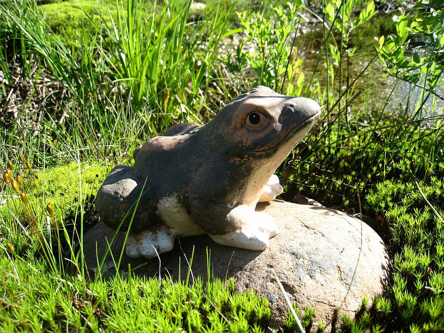 frog, stone, green, grass, summer, plants, animal, animal themes HD wallpaper