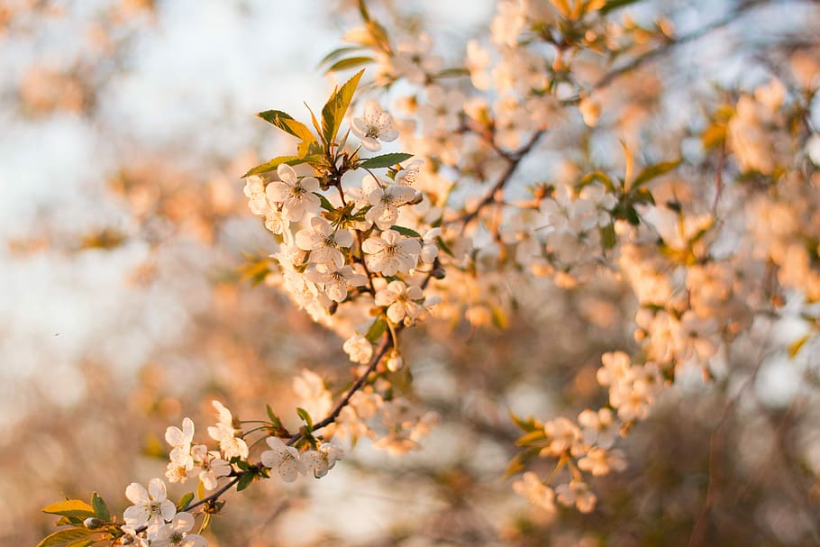 tilt shift lens photography of white flowers during daytime, tilt shift photo white flowering tree HD wallpaper