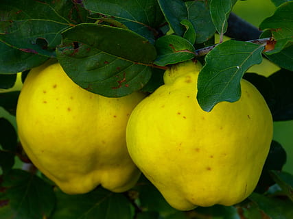 Quince, Fruit, Plant, Leaf, Tree, pome fruit, rose greenhouse HD wallpaper