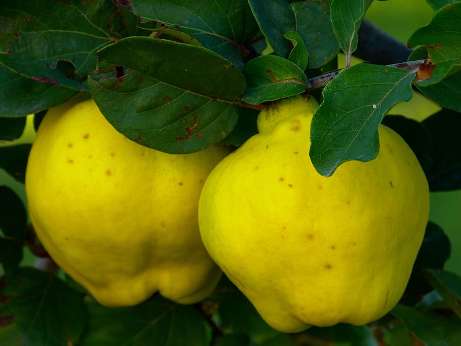 Quince, Fruit, Plant, Leaf, Tree, pome fruit, rose greenhouse HD wallpaper