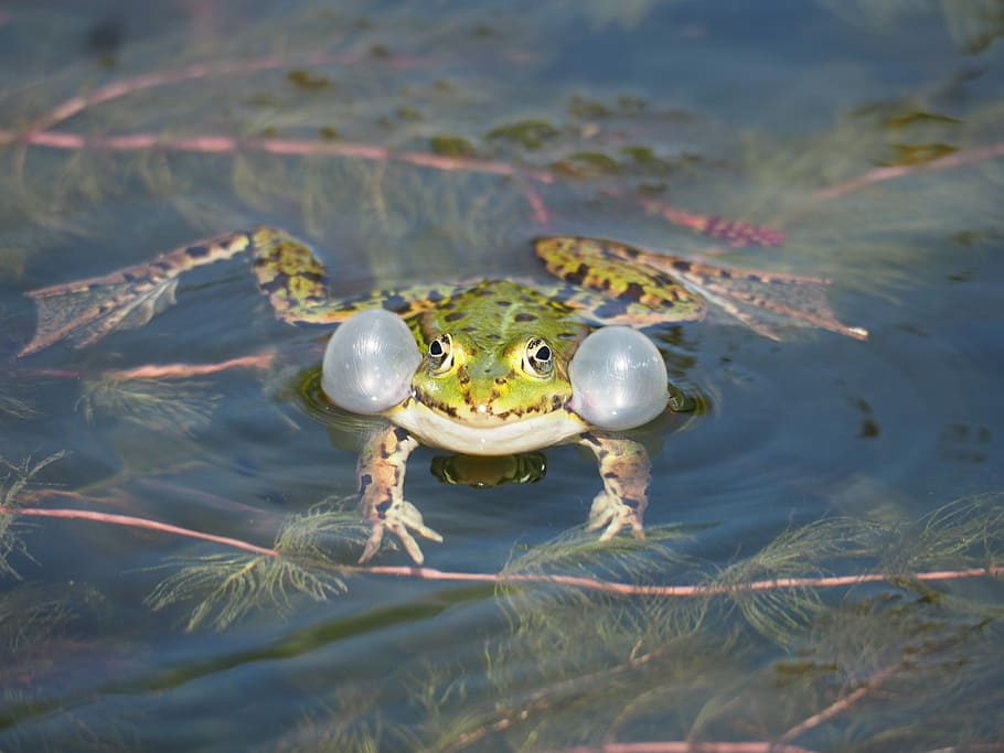 frog, animal, animals, green, green frog, water, amphibians HD wallpaper