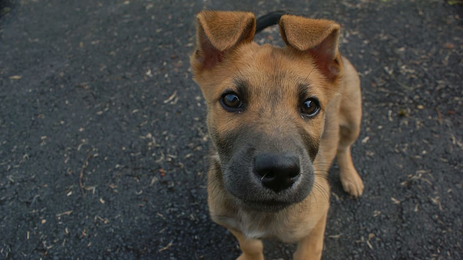short-coated brown puppy, dog, curious, cute, funny, happy HD wallpaper