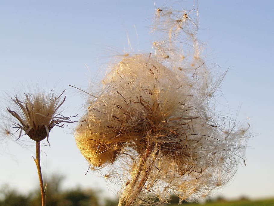 thistle, fluff, seeds, dry, sky, meadow, wildflower, summer HD wallpaper
