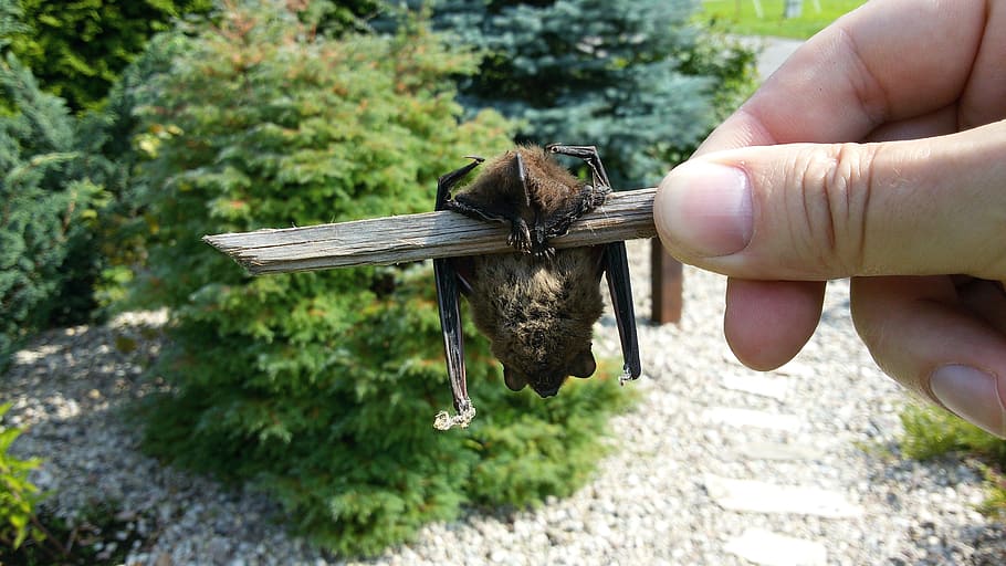 Bat, Animals, Dracula, Vampires, bats, human hand, human body part HD wallpaper