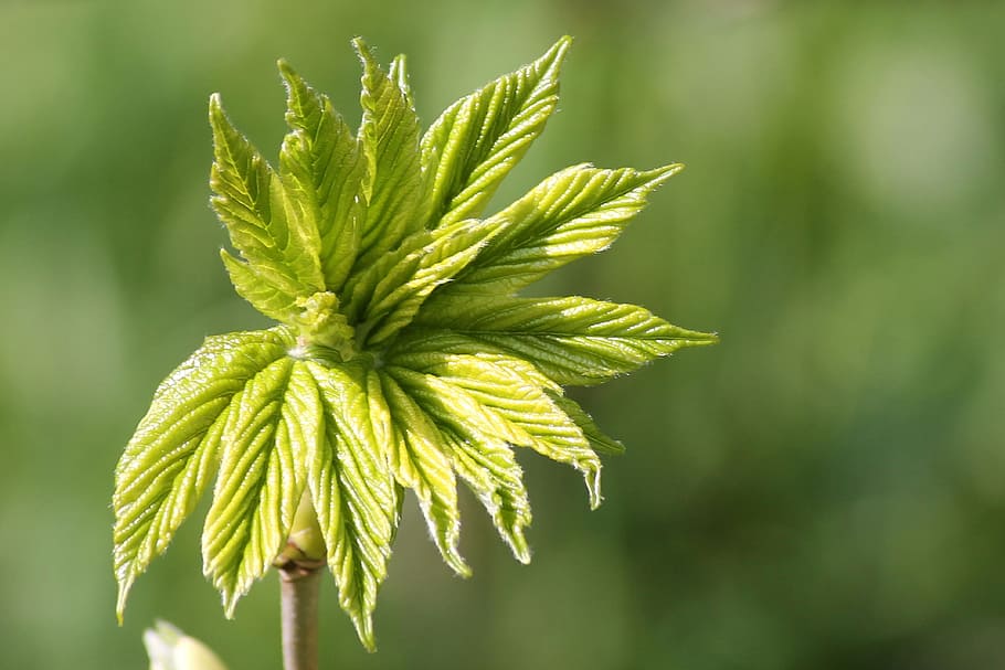 Leaf, Tree, Spring, Foliation, Nature, landscape, leaf sprouting