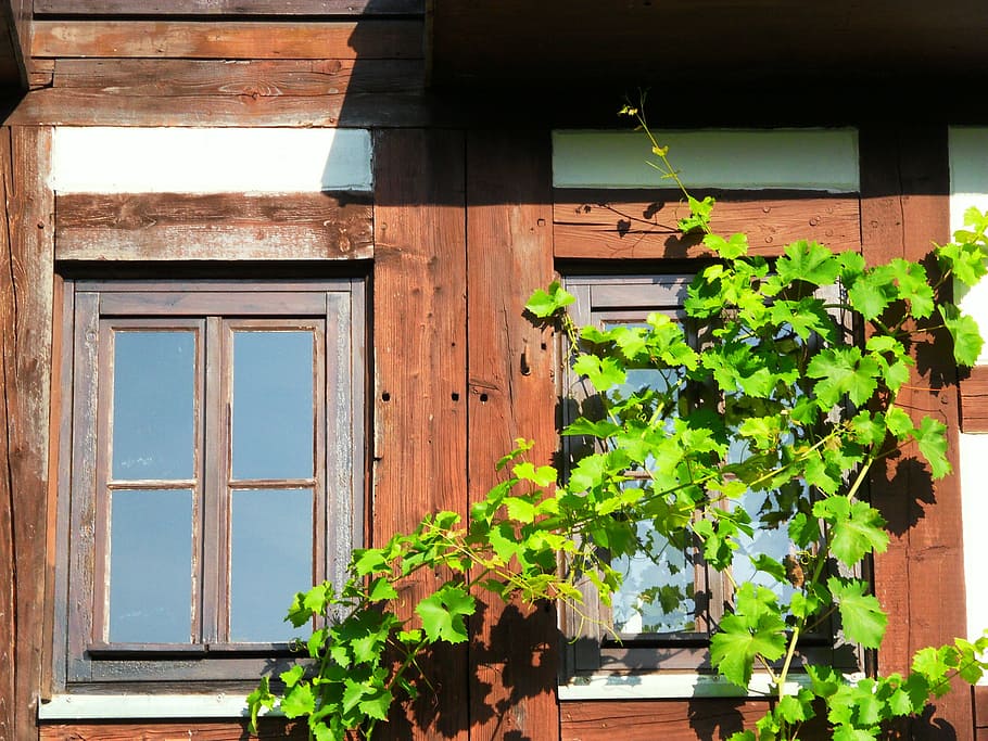 Window, Sun, Building, Home, Light, Mood, mirroring, grapevine HD wallpaper