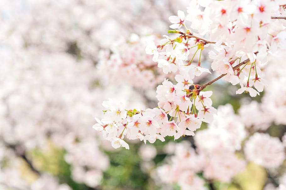 Nếu bạn là một người tìm kiếm vẻ đẹp của thiên nhiên, hình nền HD chụp ảnh tiêu điểm của hoa trắng ở Nhật Bản sẽ không phải là sự lựa chọn sai. Hình ảnh này cung cấp đầy đủ tất cả màu sắc của thế giới tự nhiên, cùng với một nền trắng tinh khôi và sắc nét. Đây là một phong cảnh thẩm mỹ nền trắng đẹp tuyệt vời cho bất kỳ ai yêu thích thiên nhiên.