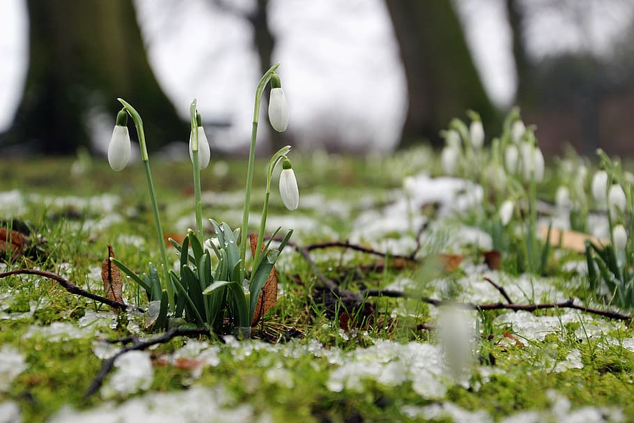 white flowers on ground, snow, grass, winter, snowdrops, nature HD wallpaper