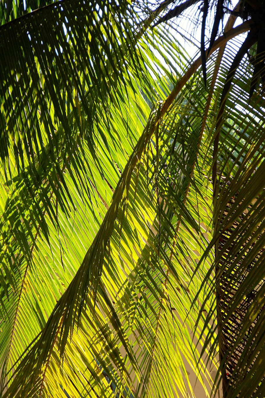 palm, summer, holiday, tree, exotic, palm tree, tropical, coconut HD wallpaper
