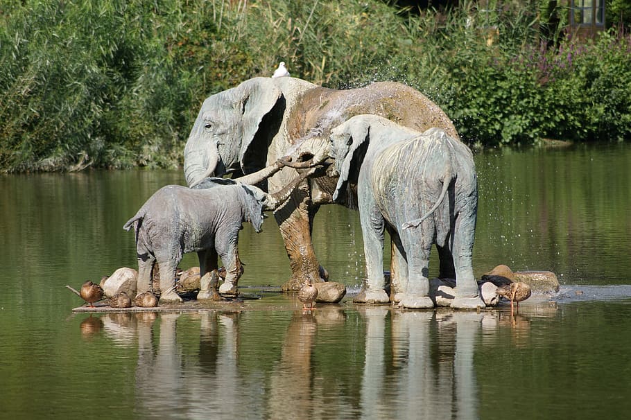 three elephants on river, sculpture, water, knuthenborg, lake, HD wallpaper