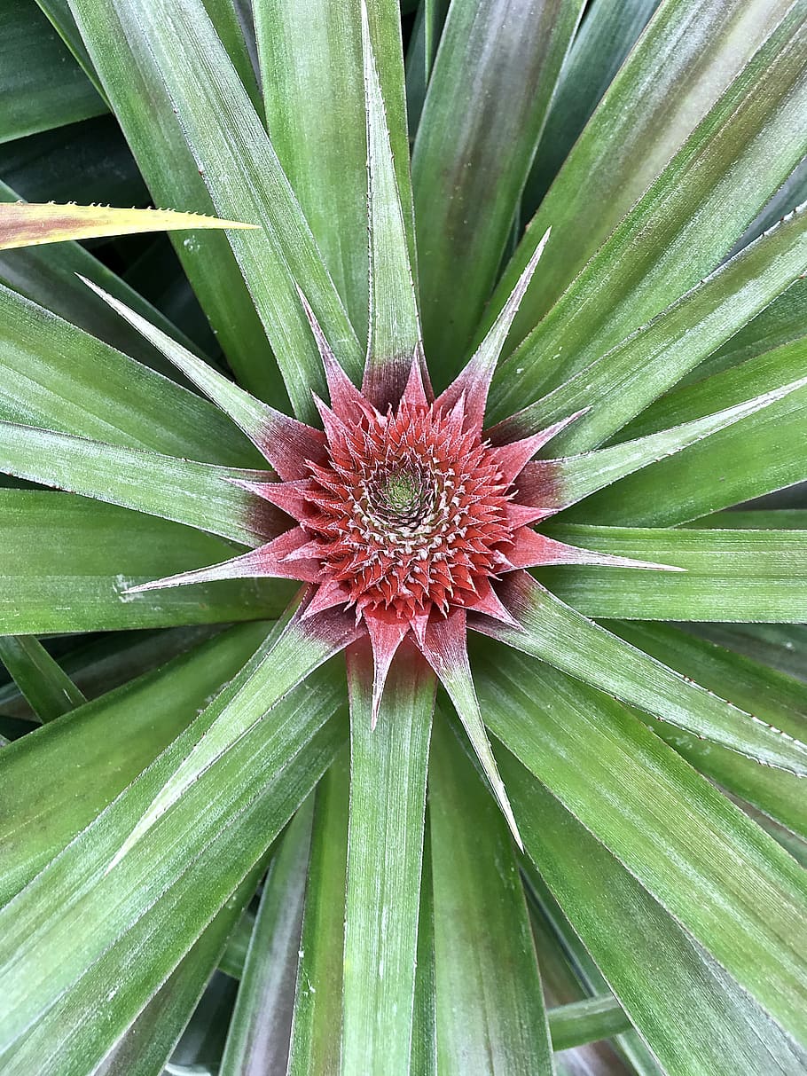 pineapple, fruit, tropical, healthy, fresh, food, sweet, ripe HD wallpaper