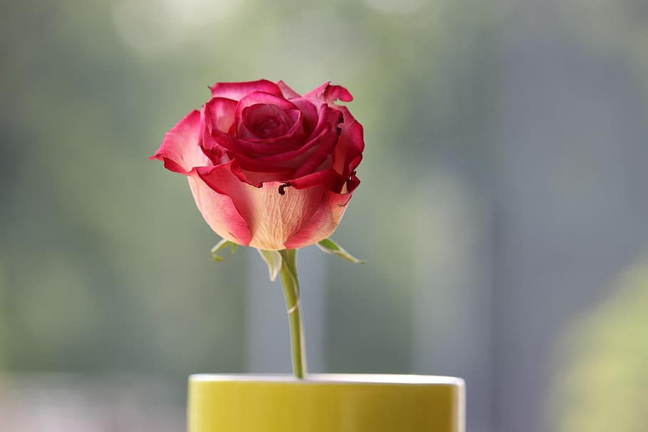 red rose, garden, flower, flowering plant, beauty in nature HD wallpaper
