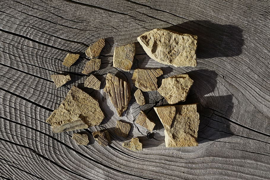 fossil, fossils, dolomites, ladinia, rocks, stones, nature, HD wallpaper
