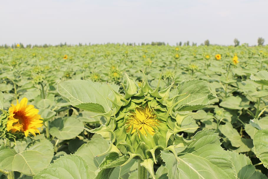 sunflower, ground, sky, plant, flowering plant, growth, beauty in nature HD wallpaper