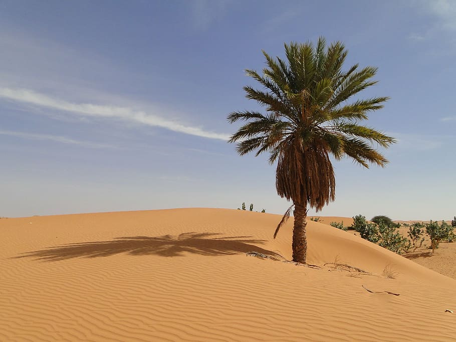 tree on desert, palm, mauritania, sand, land, palm tree, sand dune, HD wallpaper