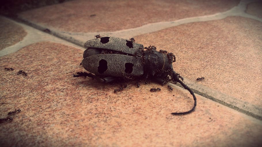 bug, insect, death, ants, decay, nature, animal, macro, closeup HD wallpaper