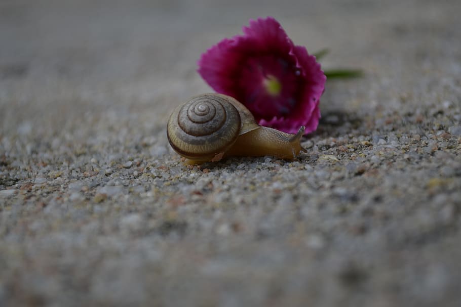 snail, pink, shell, flower, slow, crawl, slippery, macro, creep HD wallpaper