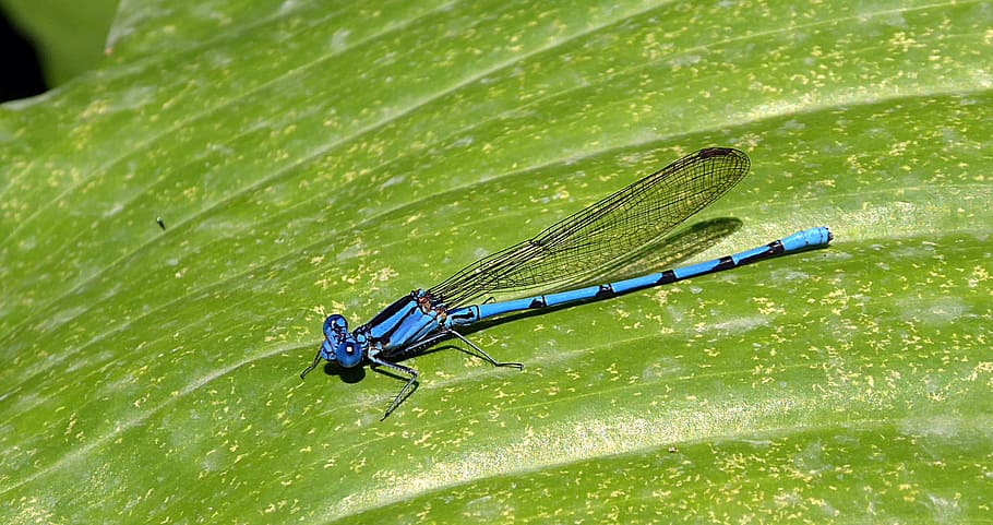 dragonfly, insect, macro, blue, odonata, animal, invertebrate HD wallpaper