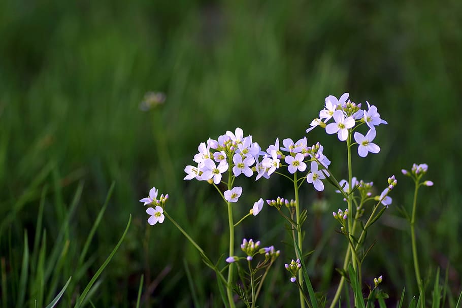 Flower, Spring, warzucha, tiny, grasshopper, white, the petals HD wallpaper
