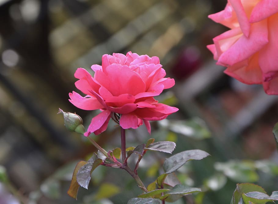 flower, dare, offer, gift, event, nature, plants, flowering HD wallpaper
